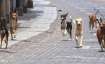 Delhi Zoo, Delhi Zoo News, Delhi Zoo Deer, Delhi Zoo Deer Killed, Delhi Zoo Stray Dogs- India TV Hindi