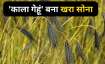 Black Wheat- India TV Paisa