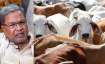 Karnataka Cow Slaughter, Cow Slaughter, Siddaramaiah Cow Slaughter- India TV Paisa