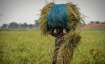 farmers, kcc, kisan credit card, msp, rice msp, paddy msp- India TV Paisa