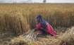 wheat, wheat msp, wheat farmers, farmers, Government procurement of wheat, wheat price- India TV Paisa