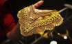 India's gems and jewellery exports, gems and jewellery exports, gold, gold jewellery, gold jewellery- India TV Paisa