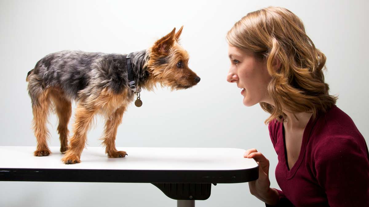 Are Dogs Attracted To Humans