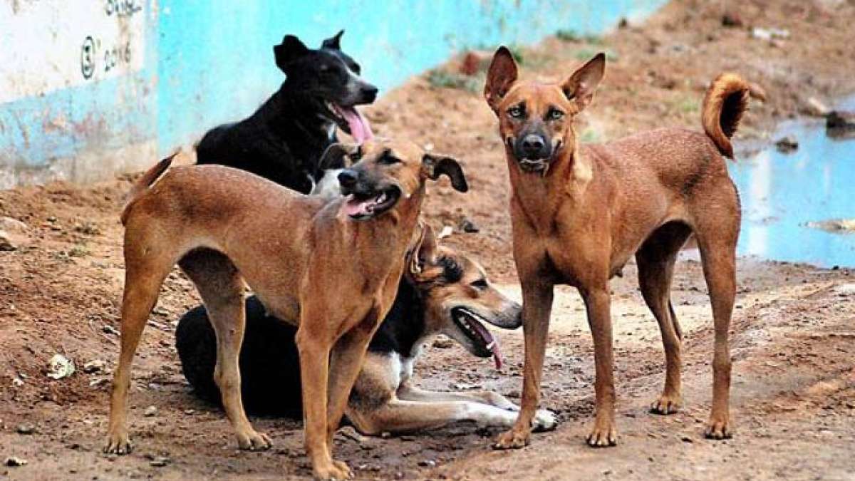 UTTAR PRADESH 12 CHILDREN HAS BEEN DIED BY Maneater DOGS - उत्तर प्रदेश: आदमखोर  कुत्तों से दहशत में सीतापुर जिले के लोग, अब तक 12 बच्चों बने चुके हैं इनका  शिकार - India TV Hindi