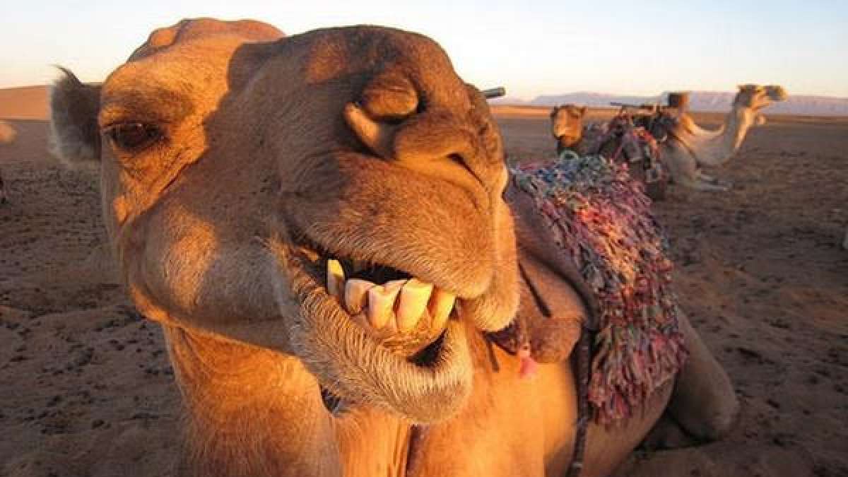 Viral funny video, Camel hilarious video feel you good: Funny Viral: ऊंट को  सवारी पसंद नहीं आई, एक तीर से कर डाले दो दो शिकार, Video देखकर छूट जाएगी  हंसी - India