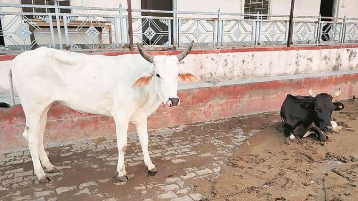 हिमाचल में केरल जैसी घटना? गाय को विस्फोटक खिलाने का आरोप, एक व्यक्ति  गिरफ्तार । Kerala like incident in Himachal Pradesh as a person feed cows  with explosive - India TV Hindi