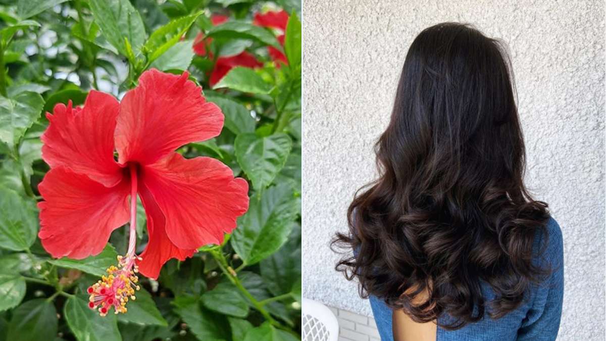 Hibiscus flower For Hair Growth: 4 Natural Home Remedies for Hair Growth  strong and Damaged Hair: बालों की मजबूती के लिए गुड़हल के फूल का करें यूं  इस्तेमाल, जानिए और शानदार घरेलू