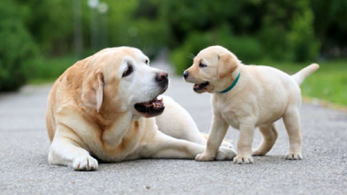 lucky pet animals for home wealth and prosperity in hindi/घर में चाहिए पैसा तो इन जानवरों को पालना शुरू कर दीजिए, चंद दिनों में दिखेगा असर - India TV Hindi lucky pet animals for home wealth and prosperity in hindi/घर में चाहिए पैसा तो इन जानवरों को पालना शुरू कर दीजिए, चंद दिनों में दिखेगा असर - India TV Hindi