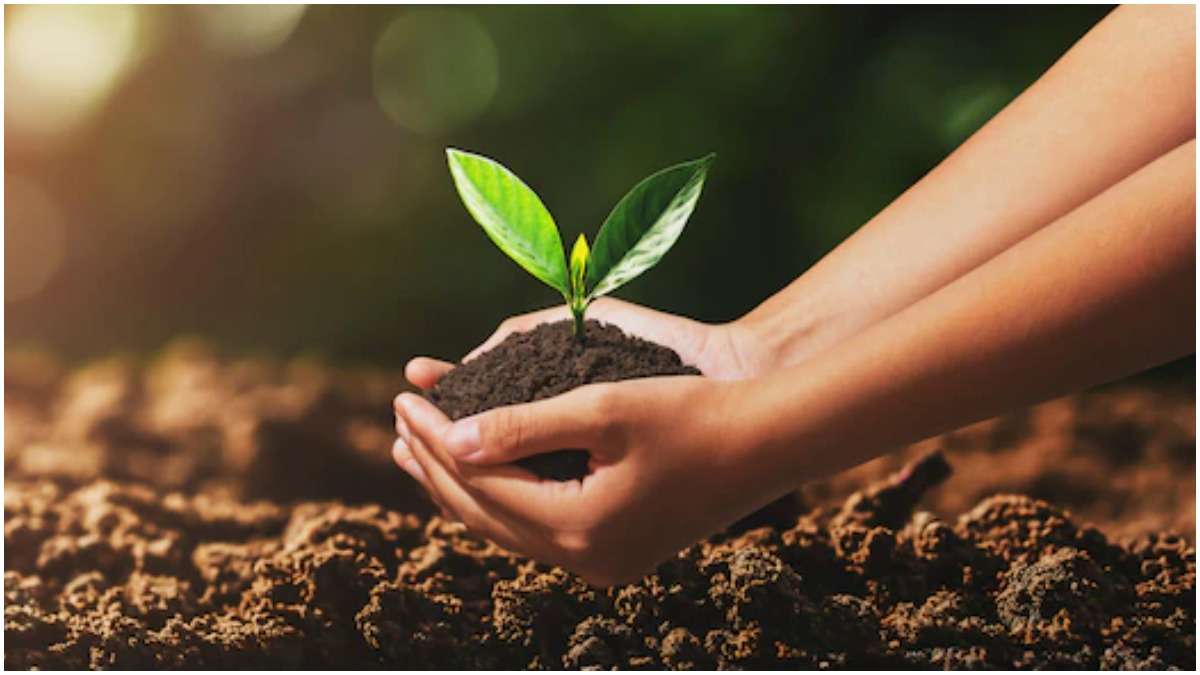Vastu Tips: इस तरह से रखें मनी प्लांट का पौधा,बनी रहेगी सुख-समृद्धि - Vastu Tips know the best direction for the money plant - India TV Hindi