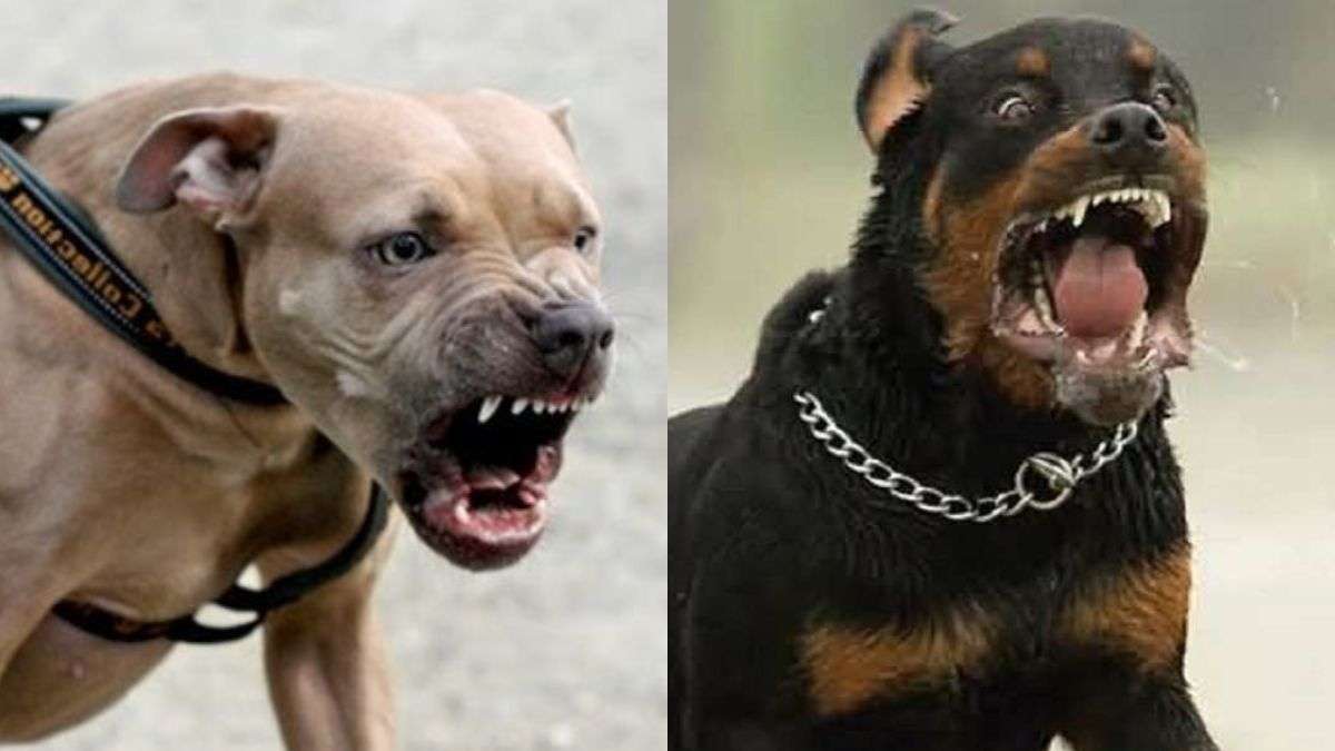 where is rottweiler banned