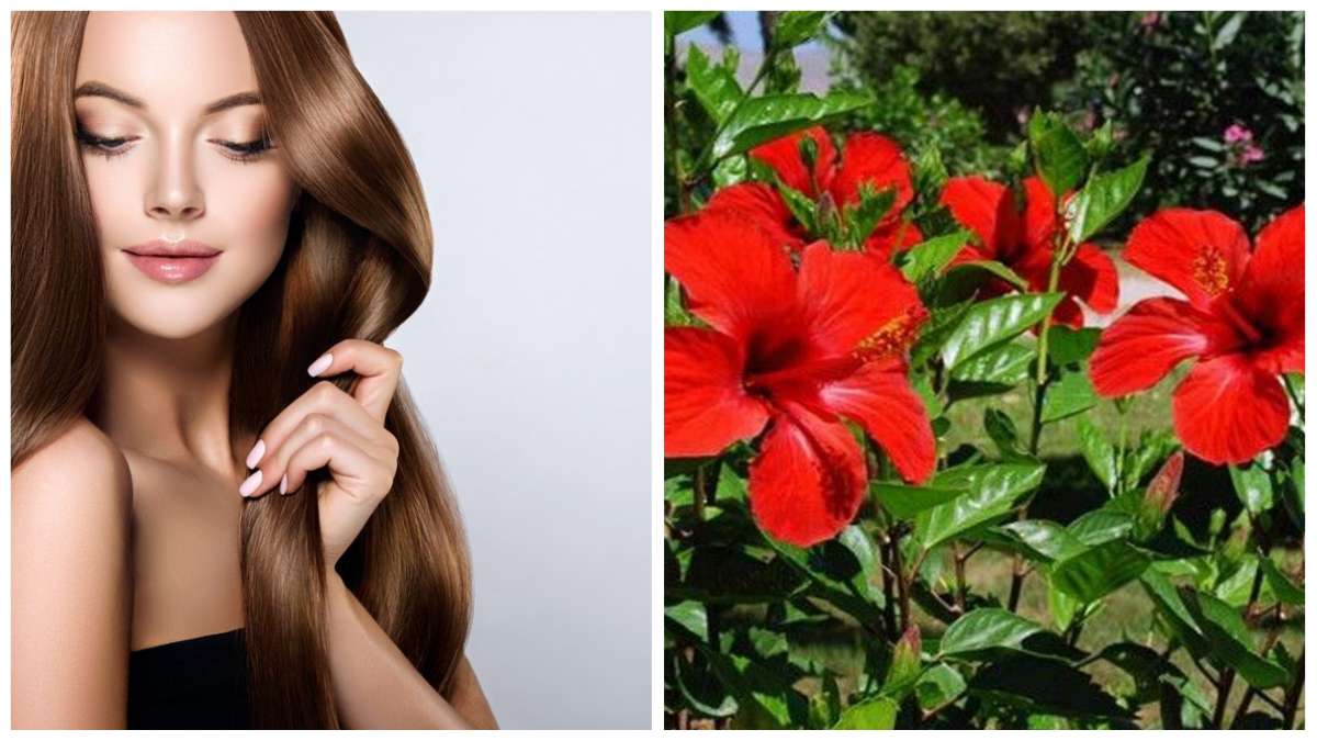 बालों के लिए गुड़हल के फूल का इस्तेमाल और फायदे | Hibiscus flower benefits  for hair in hindi - India TV Hindi