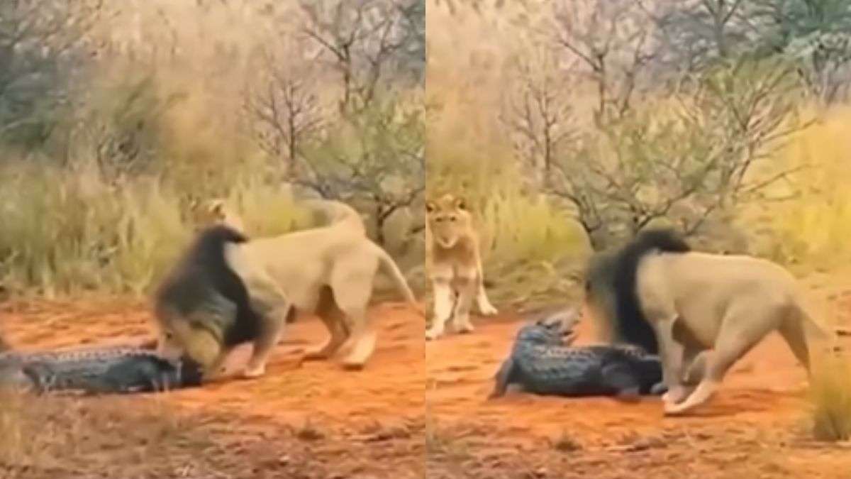 crocodile and lion video viral today on social media google trending animal  video | मगरमच्छ ने शेर से मांगी रहम की भीख, फिर आगे जो हुआ जानकर हो जाएंगे  हैरान - India