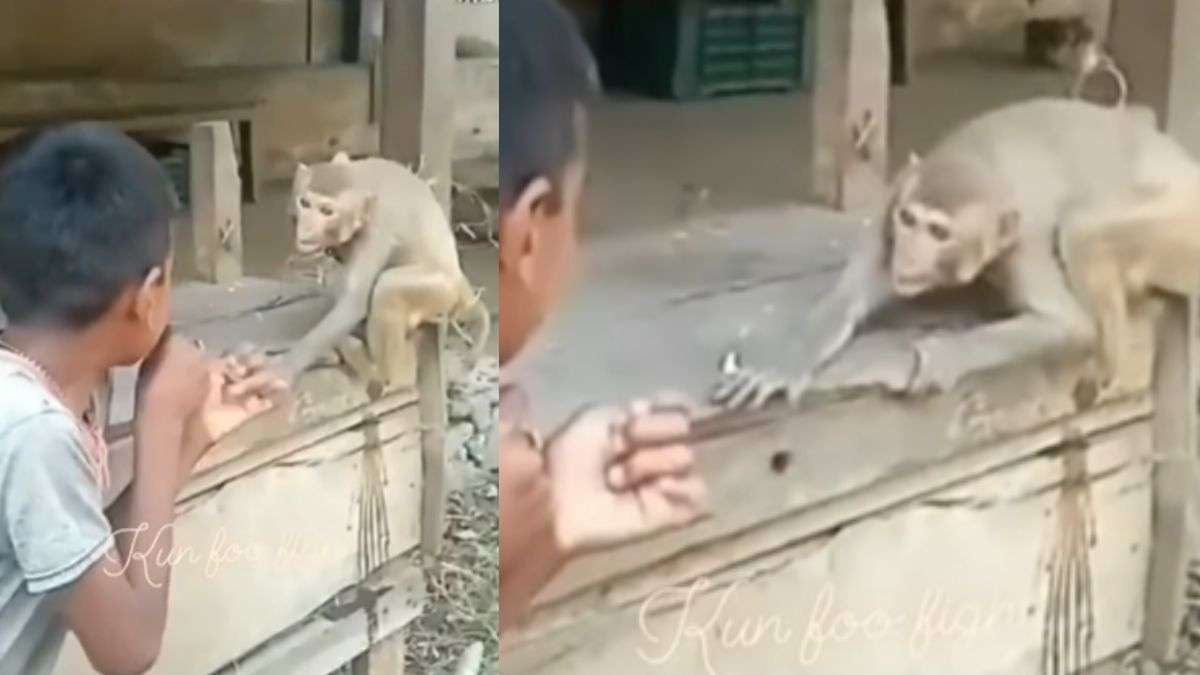 Fierce fight between monkey and child, users said - 'This is the monkey of South' - India TV Hindi