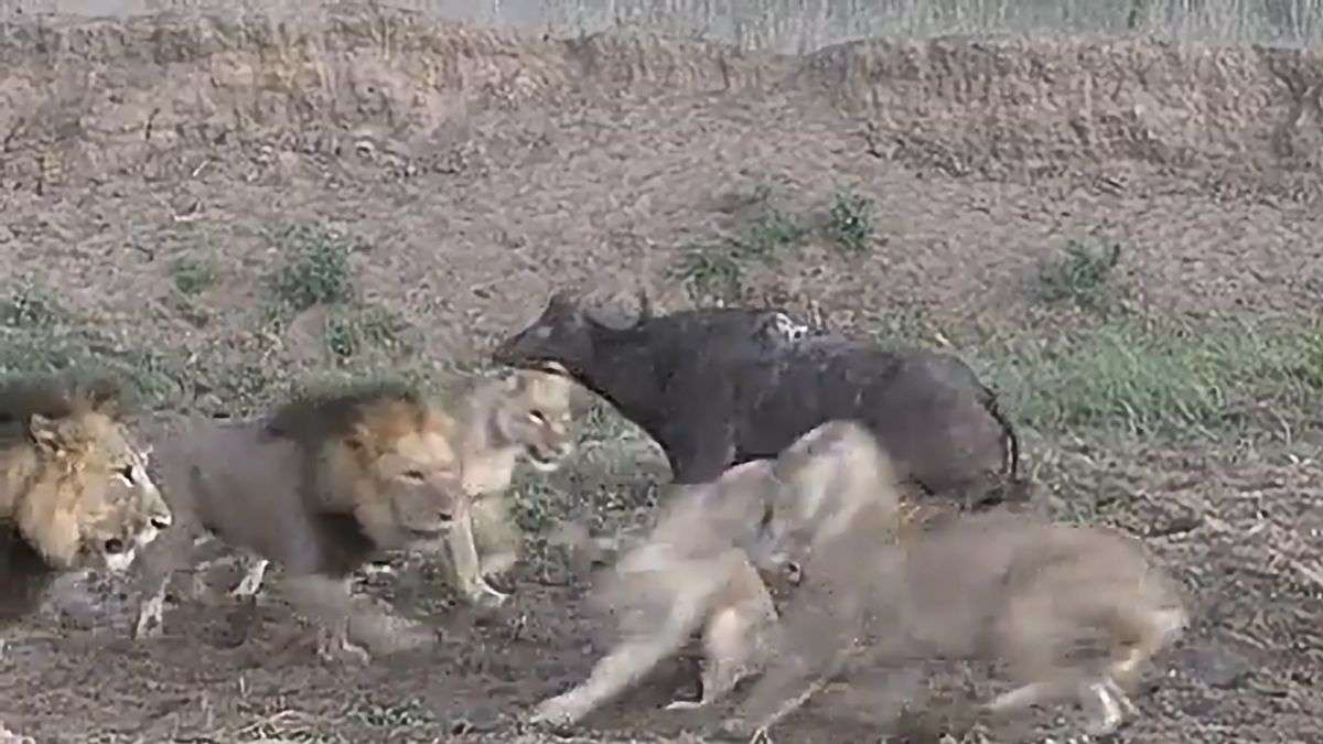 Buffalo life saved in a fight between lions viral video on internet  trending animal video | शेरों के परिवार में हुई कलह तो भैंसे की बच गई जान,  कहानी ऐसी कि जानकर
