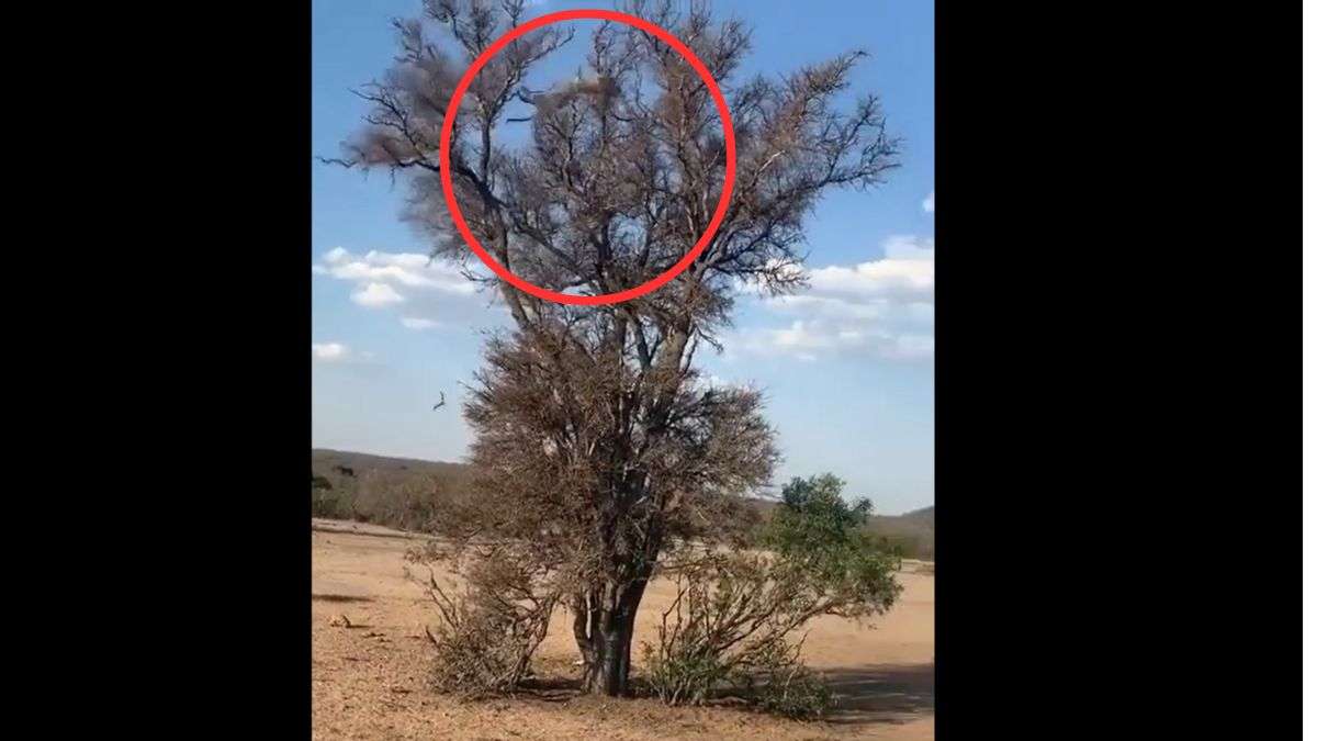 Leopard's backflip created panic among monkeys, video went viral on social media - India TV Hindi