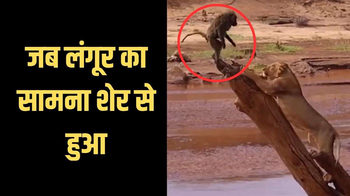 lion and langur video viral on social media google trending animal video |  जब आमने-सामने आए लंगूर और शेर, फिर जो हुआ जानकर दहल जाएगा दिल - India TV  Hindi