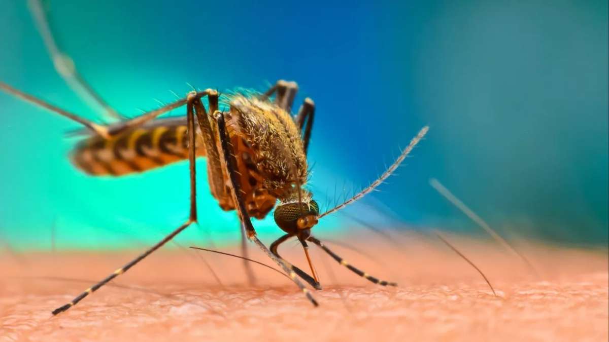 World Malaria Day 2023: This 1 mosquito of malaria can do many damages in the body, effect lasts for a long time - India TV Hindi