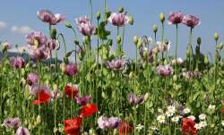 Opium Crops Bihar, Poppy Crops Bihar, Illegal Poppy Crops Bihar, Bihar Opium Crops- India TV Paisa