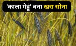 Black Wheat- India TV Paisa