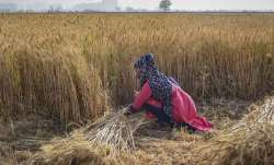 wheat, wheat msp, wheat farmers, farmers, Government procurement of wheat, wheat price- India TV Paisa