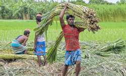 haryana, haryana news, haryana government, sugarcane price, sugarcane farmers, sugarcane msp, msp, d- India TV Paisa