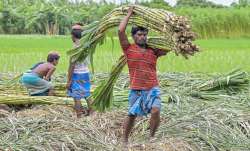 गन्ने के खेत में काम करते किसान।- India TV Paisa