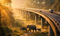 काजीरंगा एलिवेटेड...- India TV Paisa