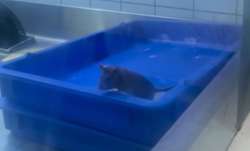 30 लाख से ज्यादा बार देखा जा चुका है वीडियो- India TV Paisa