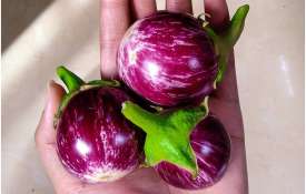 brinjal or baigan brinjal or baigan - India TV Hindi