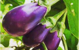 brinjal brinjal- India TV Hindi