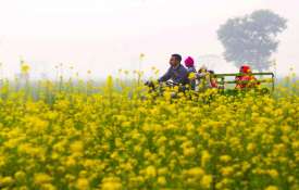 <p>फसलों की... <p>फसलों की...- India TV Hindi