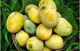 Mangoes Mangoes- India TV Hindi