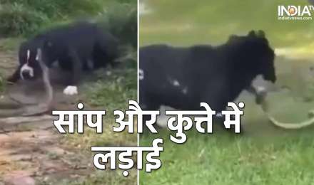 सांप और कुत्ते के बीच हुई भयानक लड़ाई, देखिए रोंगटे खड़े कर देने वाला Video