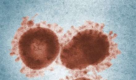 क्या कोरोना की तरह तबाही मचाएगा लांग्या वायरस, चीन में सामने आए 35 मामले, जानें लक्षण और बचाव के उपाय