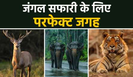 वाइल्डलाइफ को एक्सप्लोर करना है पसंद, दिल्ली से 5 घंटे की दूरी पर हैं ये जंगल सफारी, बना लीजिए प्लान