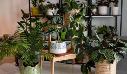 ये 5 इनडोर प्लांट सांसों को देंगे राहत और किस्मत को मजबूती, आएगी सुख-समृद्धि और माहौल रहेगा पॉजिटिव