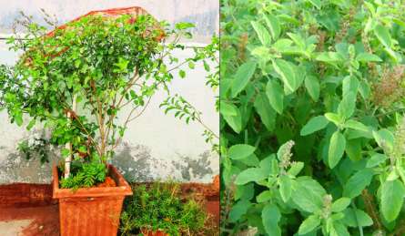 तुलसी का पौधा सूख रहा है तो गमले में डाल दें घर में तैयार की गई ये खाद, पीली पड़ रही पत्तियां हरी-भरी हो जाएंगी