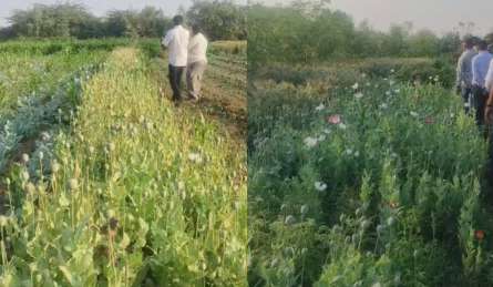 लत ने खेत को बना दिया नशे का अड्डा, 11 करोड़ के गांजा और अफीम के साथ पकड़े गए 2 सगे भाई; देखें VIDEO