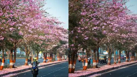 बसंत में छाया मुंबई की सड़कों पर गुलाबी निखार, फूलों की चादर से गुलज़ार हुई मायानगरी, देखें तस्वीरें