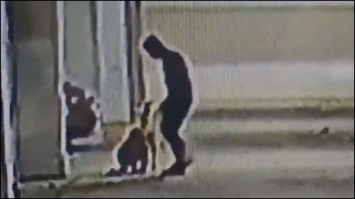 शख्स की क्रूरता CCTV फुटेज में कैद, 5 नवजात पिल्लों को फर्श और दीवार से पटक-पटक कर मार डाला