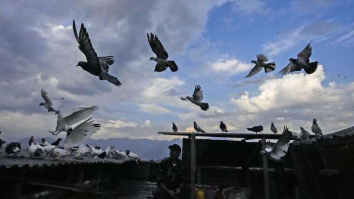 ...जा कबूतर जा... सिंगापुर में दाना डालने पर भारतीय मूल की बुजुर्ग महिला को मिली ये कैसी सजा?