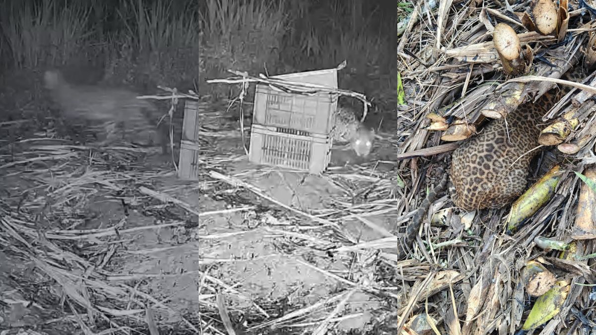 मां तो मां ही होती है..मादा तेंदुआ का ये वीडियो देखकर सोचने पर हो जाएंगे मजबूर