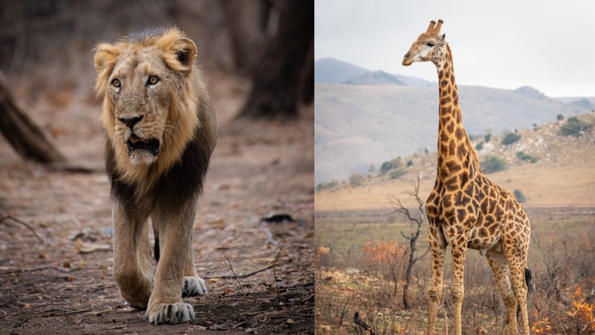 9 शेर और 2 जिराफ को दी गई 'दया मृत्यु', आखिर क्यों किया गया ऐसा फैसला?