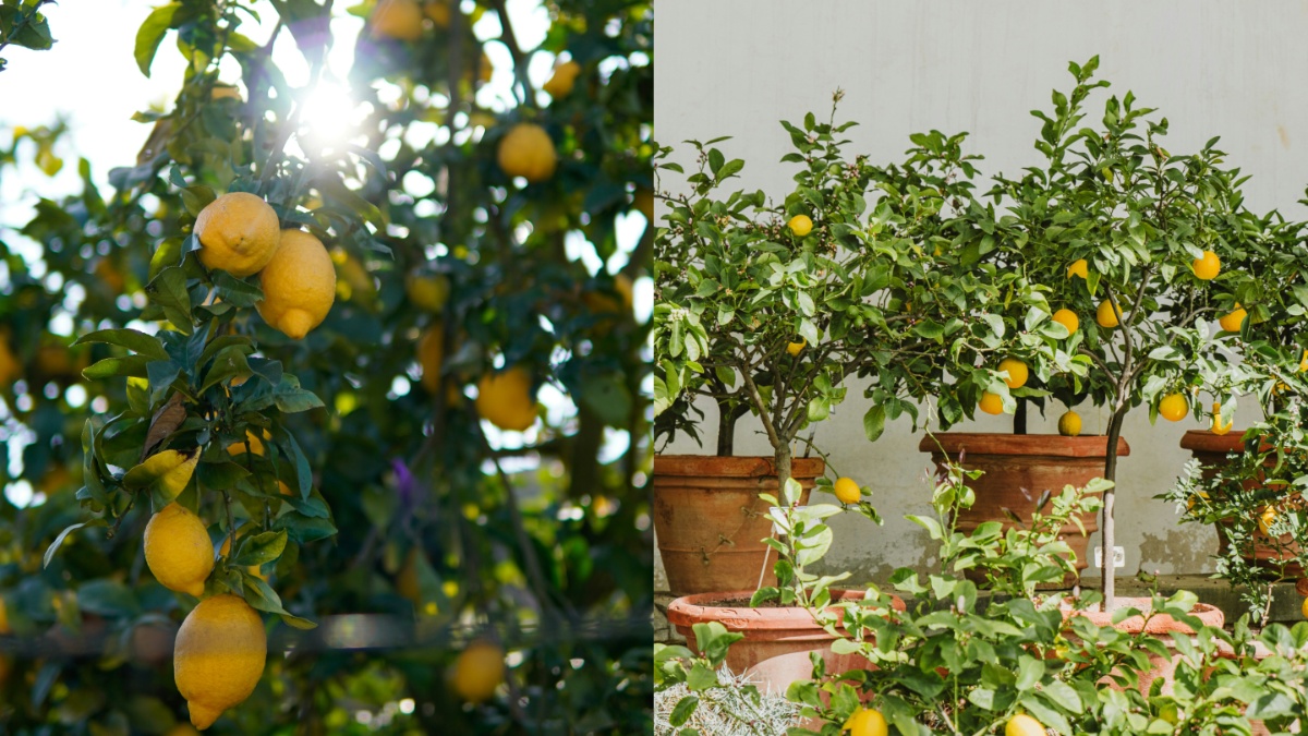 घर में कैसे उगाएं खट्टे मीठे नींबू, इस प्रोसेस को फॉलो करने से जल्दी आने लगेंगे फल घर में कैसे उगाएं खट्टे मीठे नींबू, इस प्रोसेस को फॉलो करने से जल्दी आने लगेंगे फल
