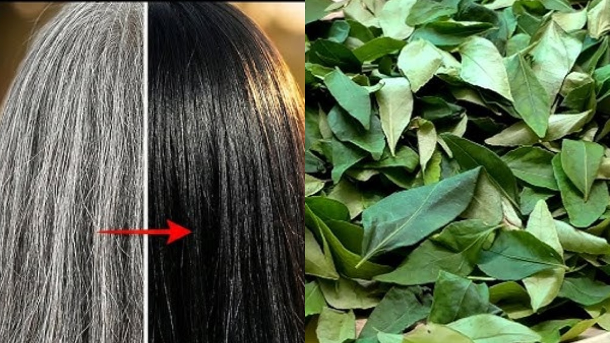 सफेद बालों को काला करना है, तो कैसे इस्तेमाल करें करी पत्ता, काले हो जाएंगे आपके बाल