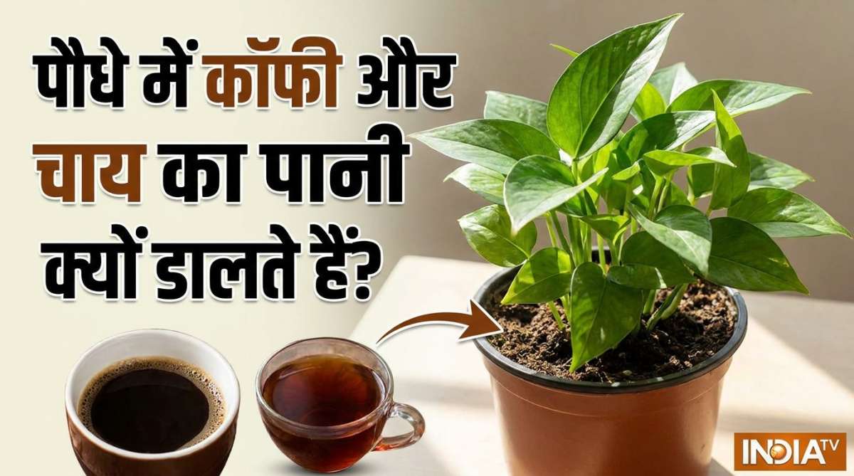 पौधे की जड़ों में क्यों डालते हैं कॉफी और चाय की पत्ती का पानी, जानिए इससे क्या होता है?