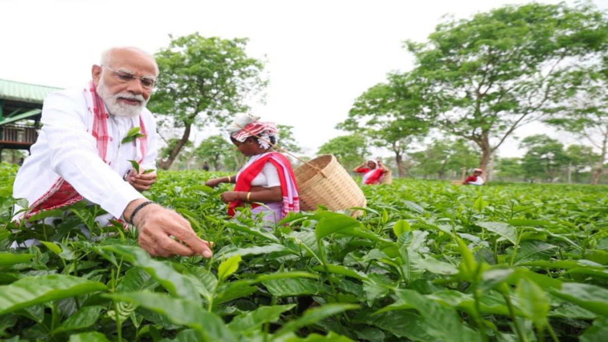          ऊपरी असम में चला 'मोदी मैजिक'! चाय बागान के वोटरों में बीजेपी ने लगाई सेंध, बिखर गई कांग्रेस          