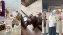 2 किलो सोना, 15 गोल्ड लोन अकाउंट, घर में पाले 15 खूंखार कुत्ते; दिल्ली की नौकरानी का खुला रहस्य