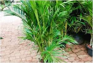 Areca Palm 