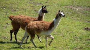 Llama Coronavirus, Llama Coronavirus Antibodies, Llama Covid-19 Antibodies, Llama Antibodies